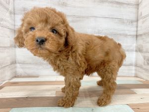 新潟県のトイプードル(トイ) (竹内ペット 新津本店/2025年12月20日生まれ/男の子/レッド)の子犬の4枚目の画像