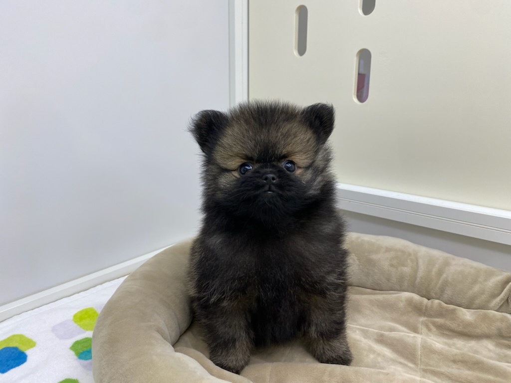 宮城県のポメラニアン (ズーズーカンパニー 八乙女店/2026年8月11日生まれ/男の子/オレンジ)の子犬の2枚目の画像