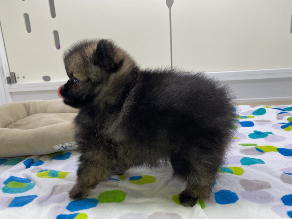宮城県のポメラニアン (ズーズーカンパニー 八乙女店/2026年8月11日生まれ/男の子/オレンジ)の子犬の3枚目の画像