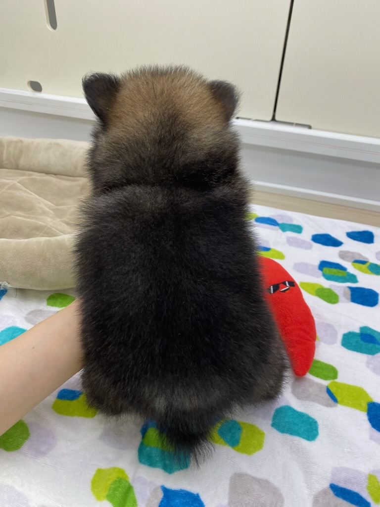 宮城県のポメラニアン (ズーズーカンパニー 八乙女店/2026年8月11日生まれ/男の子/オレンジ)の子犬の4枚目の画像
