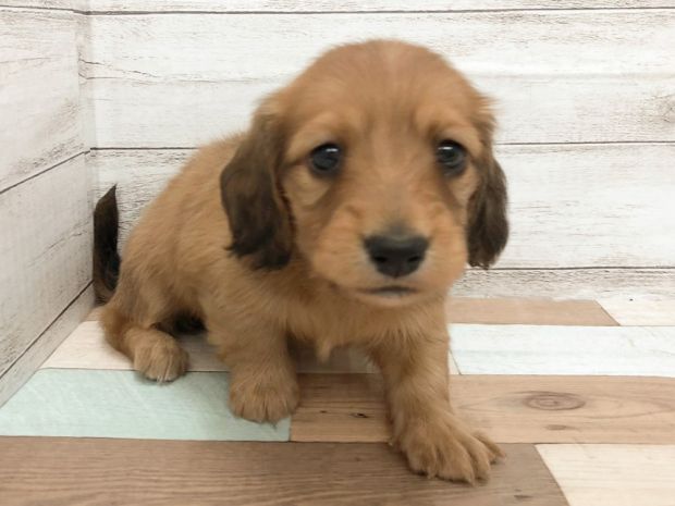 新潟県のミニチュアダックスフンド(ロング) (竹内ペット 新津本店/2026年2月1日生まれ/女の子/レッド)の子犬の1枚目の画像