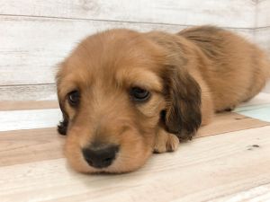 新潟県のミニチュアダックスフンド(ロング) (竹内ペット 新津本店/2026年2月1日生まれ/女の子/レッド)の子犬の2枚目の画像