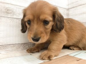 新潟県のミニチュアダックスフンド(ロング) (竹内ペット 新津本店/2026年2月1日生まれ/女の子/レッド)の子犬の3枚目の画像