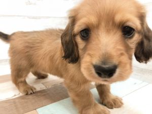 新潟県のミニチュアダックスフンド(ロング) (竹内ペット 新津本店/2026年2月1日生まれ/女の子/レッド)の子犬の4枚目の画像