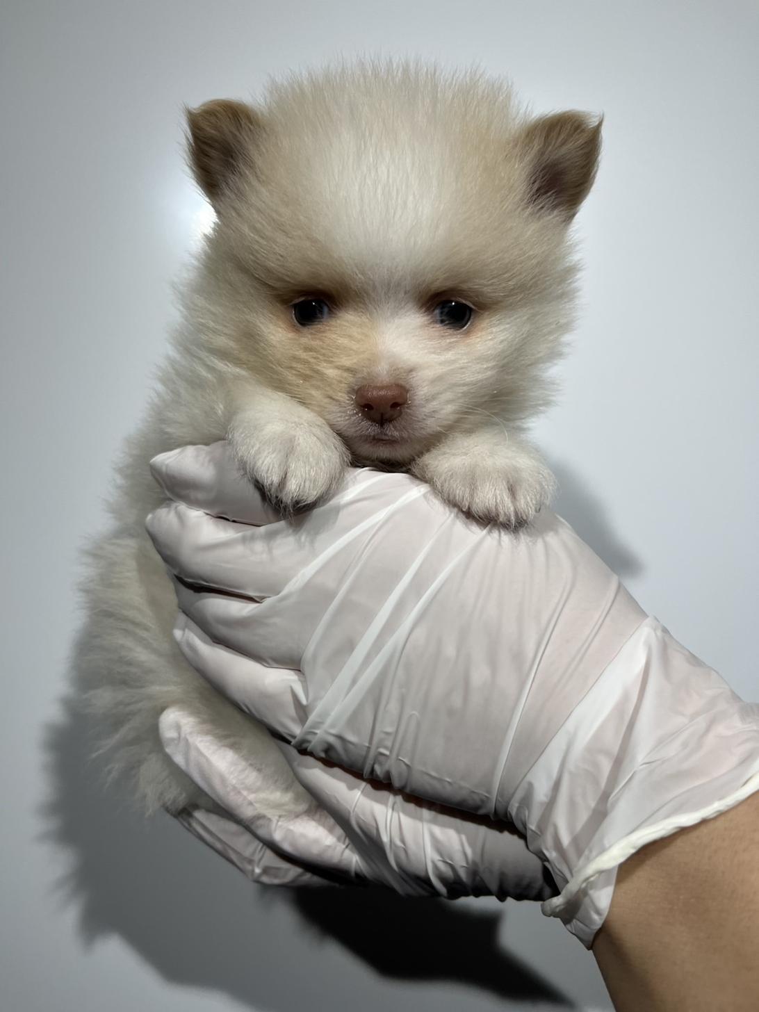 埼玉県のポメラニアン (ペッツスマイル南中野店/2025年11月29日生まれ/男の子/パーティーカラー)の子犬の1枚目の画像