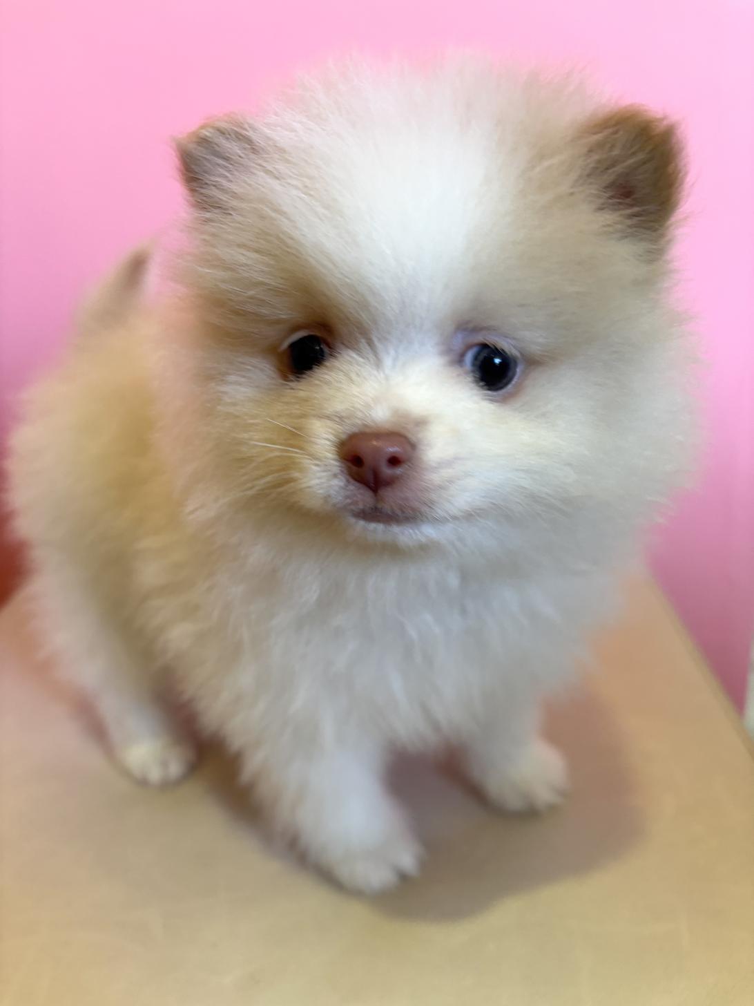 埼玉県のポメラニアン (ペッツスマイル南中野店/2025年11月29日生まれ/男の子/パーティーカラー)の子犬の1枚目の画像