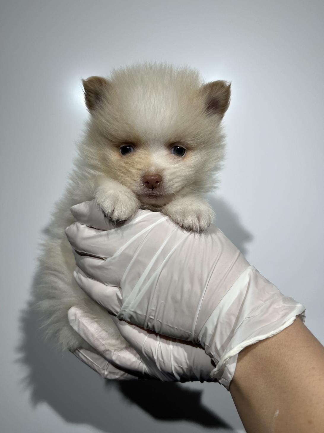 埼玉県のポメラニアン (ペッツスマイル南中野店/2025年11月29日生まれ/男の子/パーティーカラー)の子犬の2枚目の画像