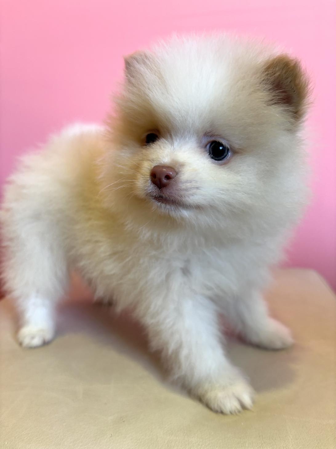 埼玉県のポメラニアン (ペッツスマイル南中野店/2025年11月29日生まれ/男の子/パーティーカラー)の子犬の2枚目の画像