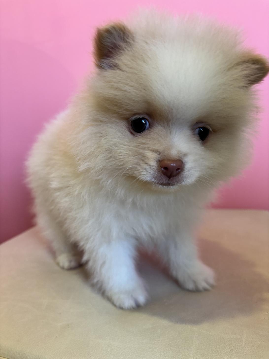 埼玉県のポメラニアン (ペッツスマイル南中野店/2025年11月29日生まれ/男の子/パーティーカラー)の子犬の3枚目の画像