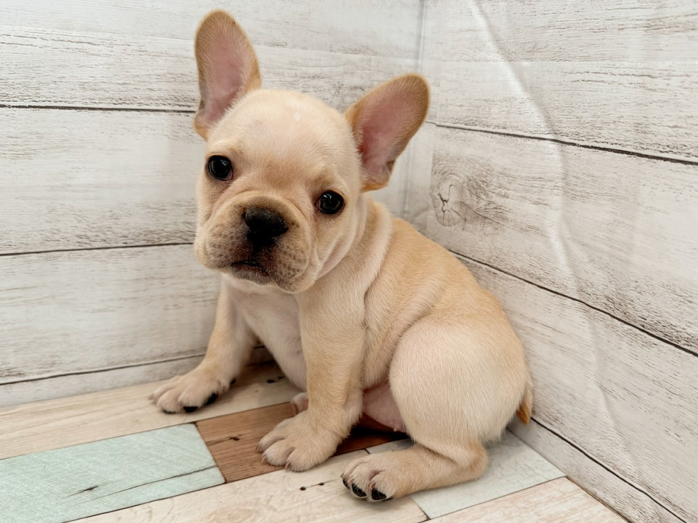 新潟県のフレンチブルドッグ (竹内ペット 新潟西店/2025年8月17日生まれ/女の子/クリーム)の子犬の1枚目の画像