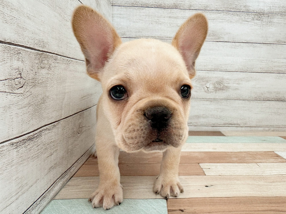 新潟県のフレンチブルドッグ (竹内ペット 新潟西店/2025年8月17日生まれ/女の子/クリーム)の子犬の4枚目の画像