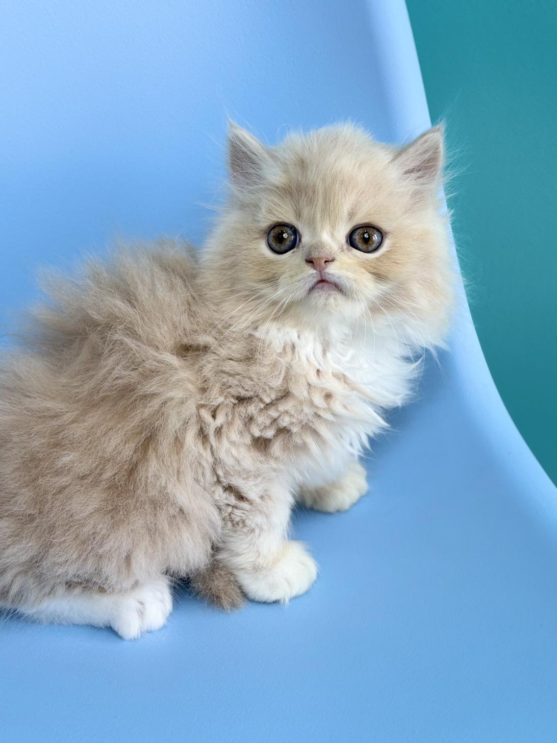 2026年2月10日生まれのエキゾチック