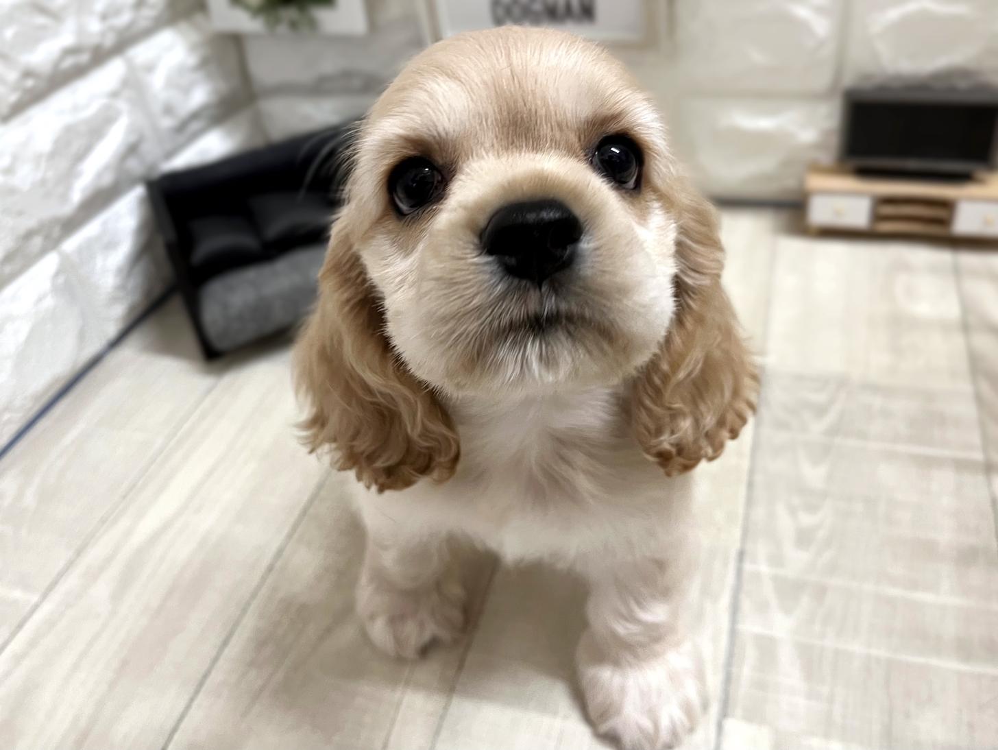 大阪府のアメリカンコッカースパニエル (DOGMAN平野瓜破店/2026年1月19日生まれ/男の子/バフ)の子犬の1枚目の画像