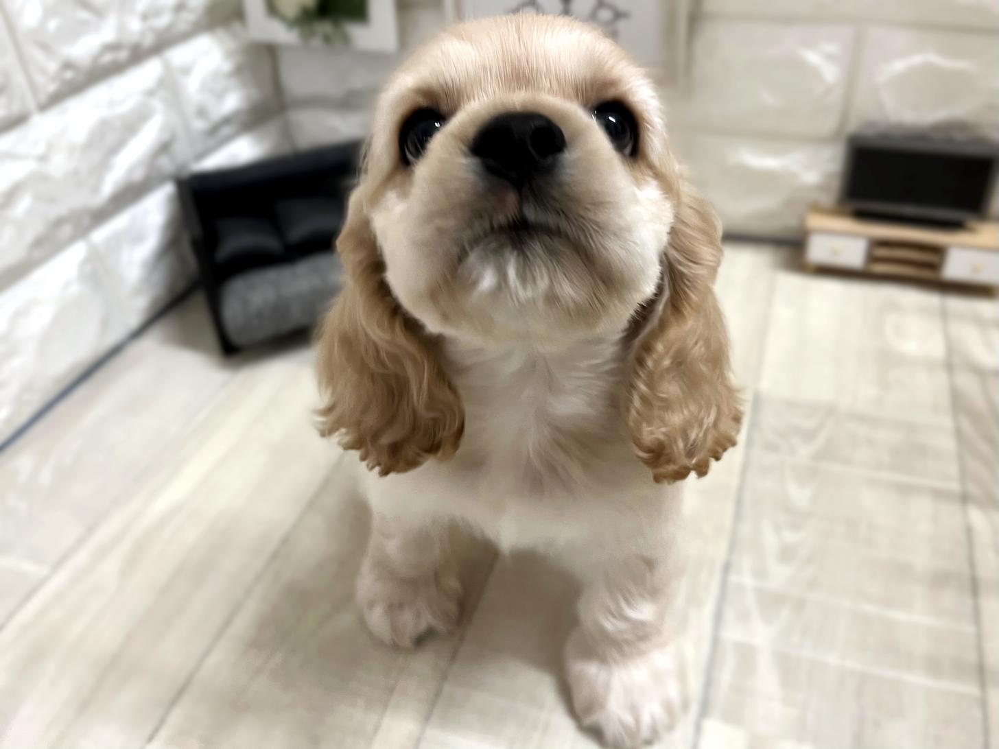 大阪府のアメリカンコッカースパニエル (DOGMAN平野瓜破店/2026年1月19日生まれ/男の子/バフ)の子犬の2枚目の画像