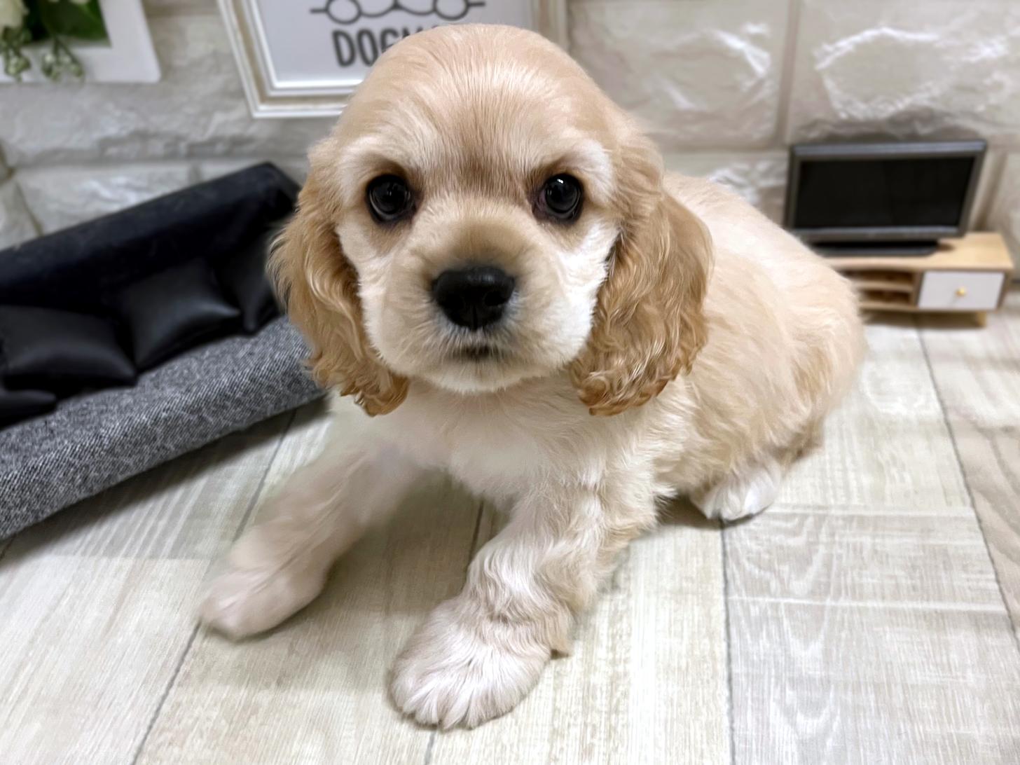 大阪府のアメリカンコッカースパニエル (DOGMAN平野瓜破店/2026年1月19日生まれ/男の子/バフ)の子犬の3枚目の画像