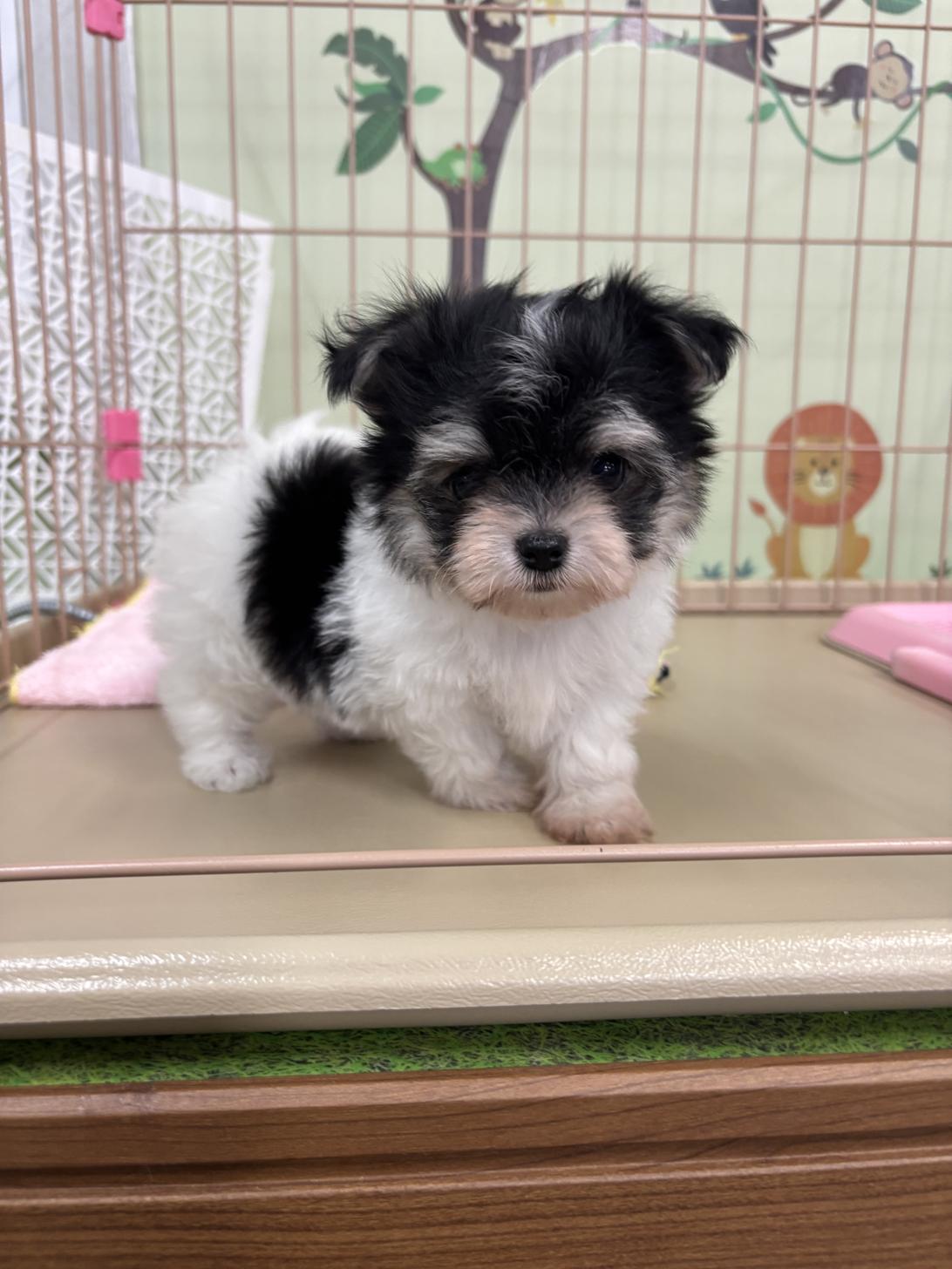 愛知県のチワマル/マルチワ(チワワ×マルチーズ) (子いぬの足あと/2025年9月19日生まれ/男の子/ホワイトブラックタン)の子犬