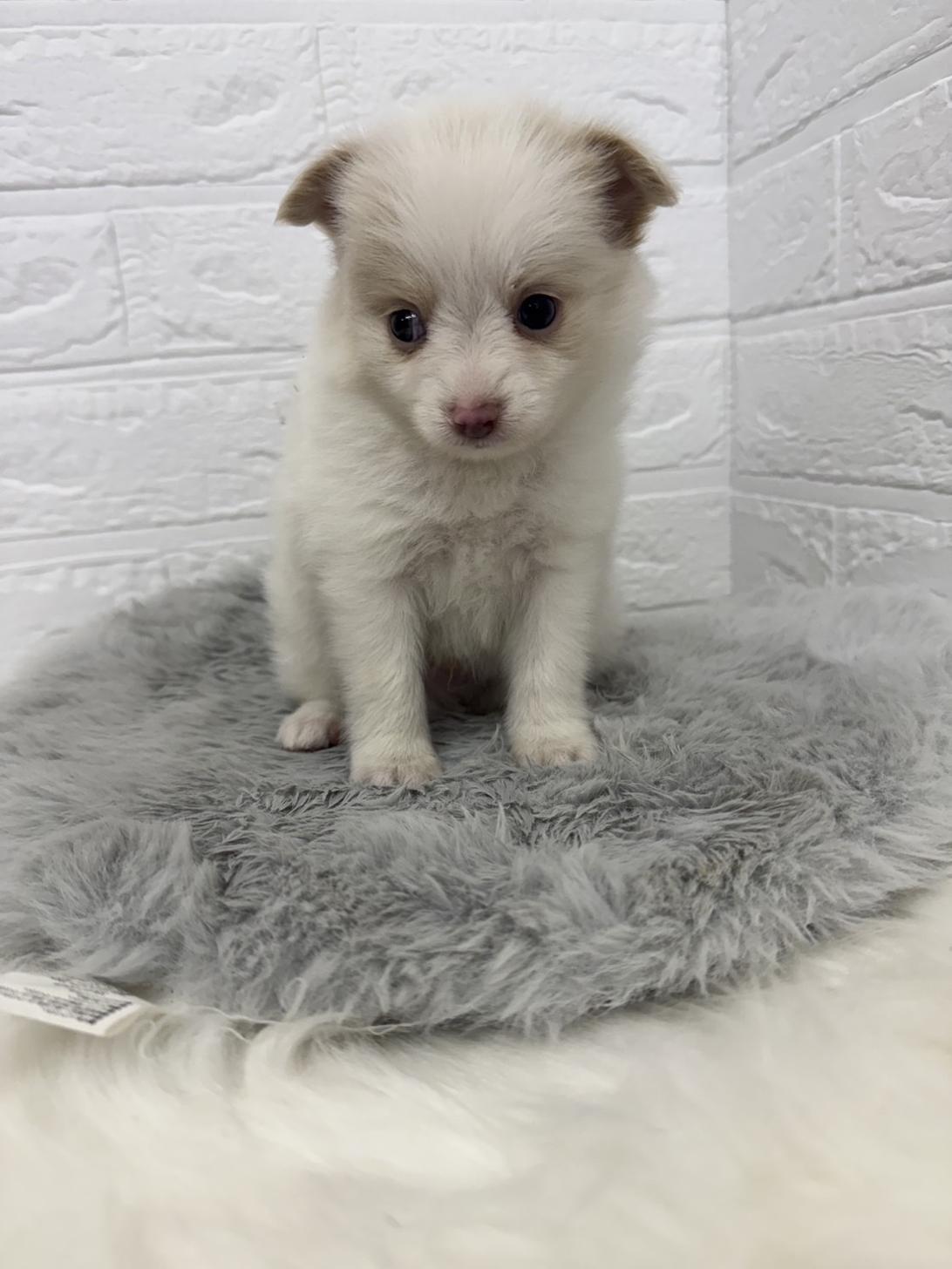 東京都のポメチワ/チワポメ/ポメチー(ポメラニアン×チワワ) (ペットショップcoco東京港区店/2025年9月23日生まれ/男の子/クリーム)の子犬