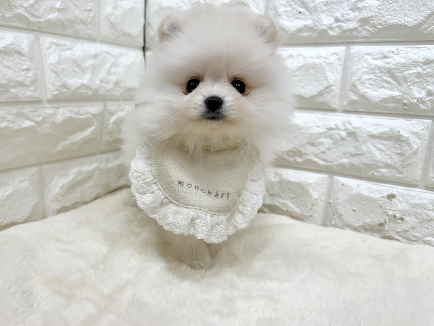 神奈川県のポメラニアン (ペッツコンシェル鶴見元宮店/2026年2月16日生まれ/女の子/クリーム)の子犬の1枚目の画像
