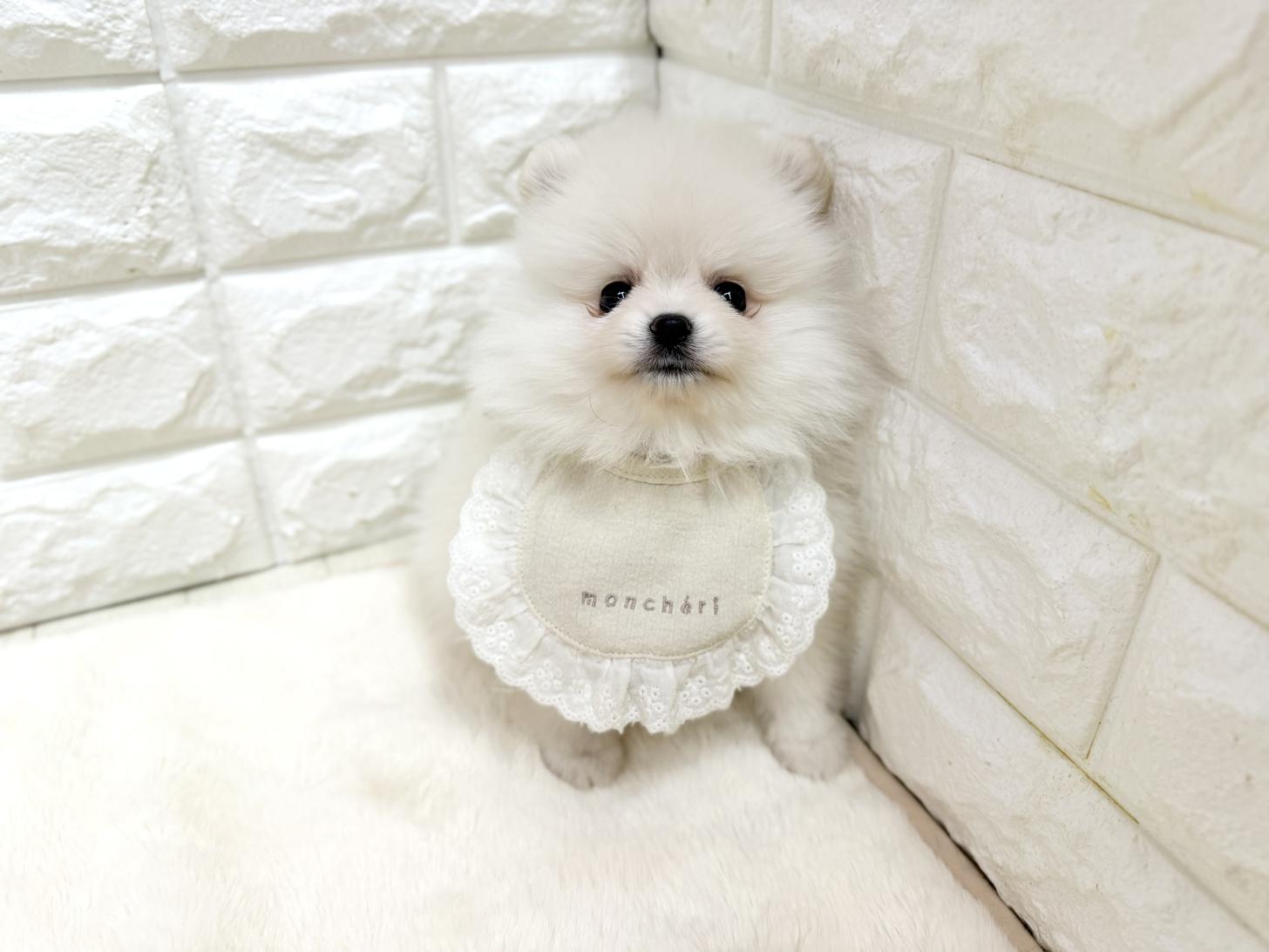 神奈川県のポメラニアン (ペッツコンシェル鶴見元宮店/2026年2月16日生まれ/女の子/クリーム)の子犬の2枚目の画像