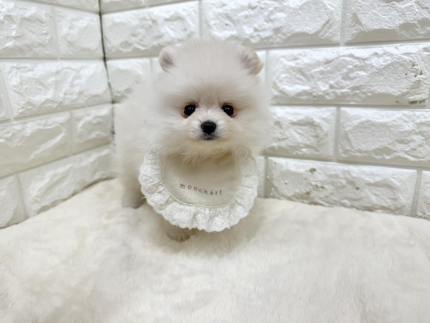 神奈川県のポメラニアン (ペッツコンシェル鶴見元宮店/2026年2月16日生まれ/女の子/クリーム)の子犬の3枚目の画像