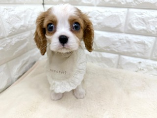 神奈川県のキャバリアキングチャールズスパニエル (ペッツコンシェル鶴見元宮店/2026年6月23日生まれ/男の子/ブレンハイム)の子犬の1枚目の画像
