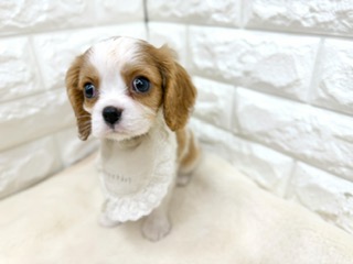神奈川県のキャバリアキングチャールズスパニエル (ペッツコンシェル鶴見元宮店/2026年6月23日生まれ/男の子/ブレンハイム)の子犬の2枚目の画像