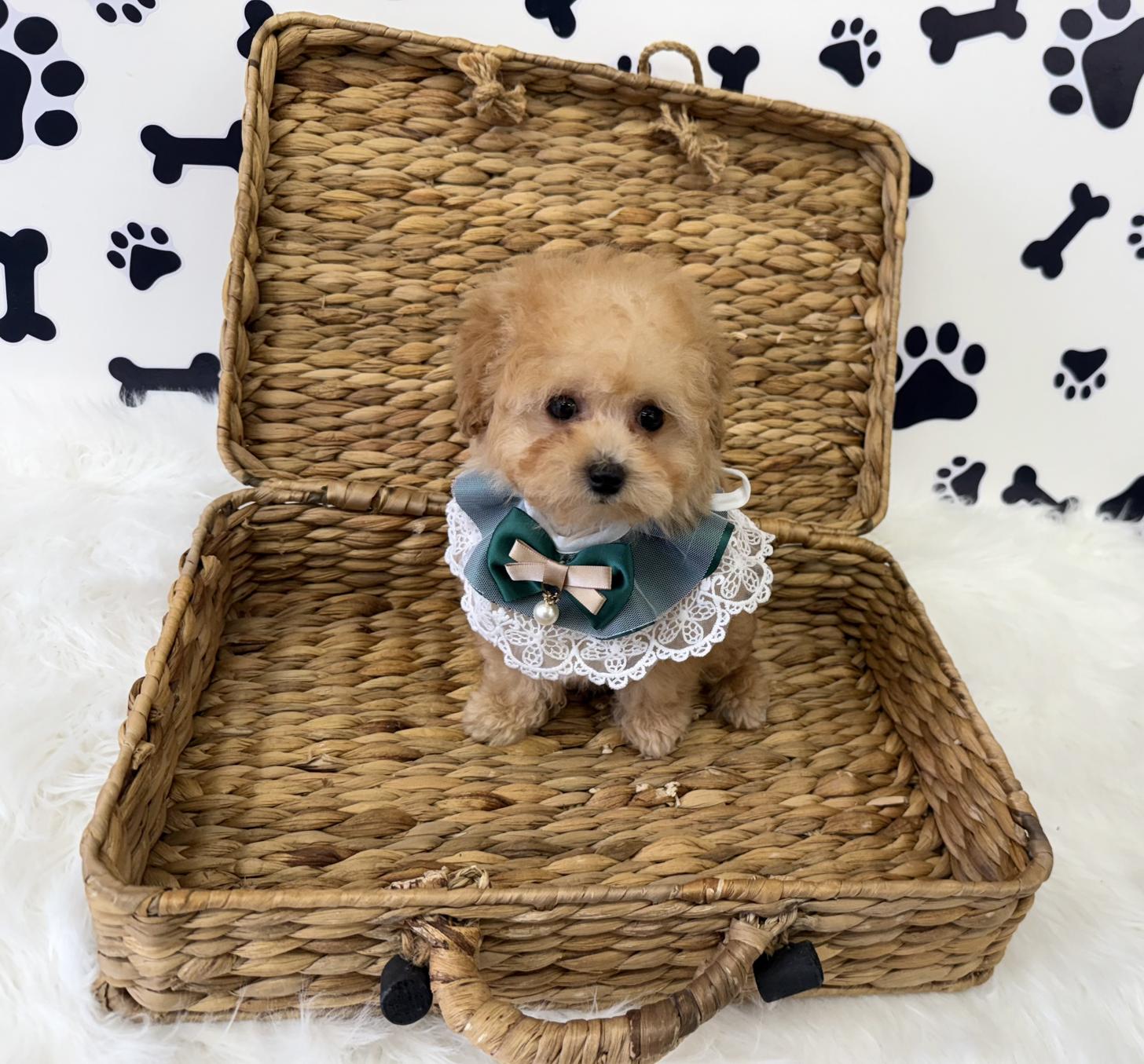 大阪府のトイプードル(タイニー) (ぱぴぷぺっと大阪店/2026年1月10日生まれ/男の子/アプリコット)の子犬の1枚目の画像