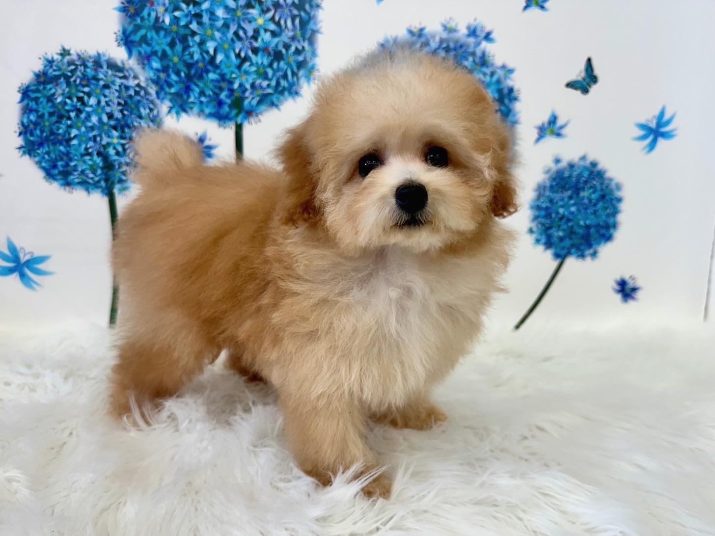 大阪府のトイプードル(タイニー) (ぱぴぷぺっと大阪店/2026年1月10日生まれ/男の子/アプリコット)の子犬の1枚目の画像