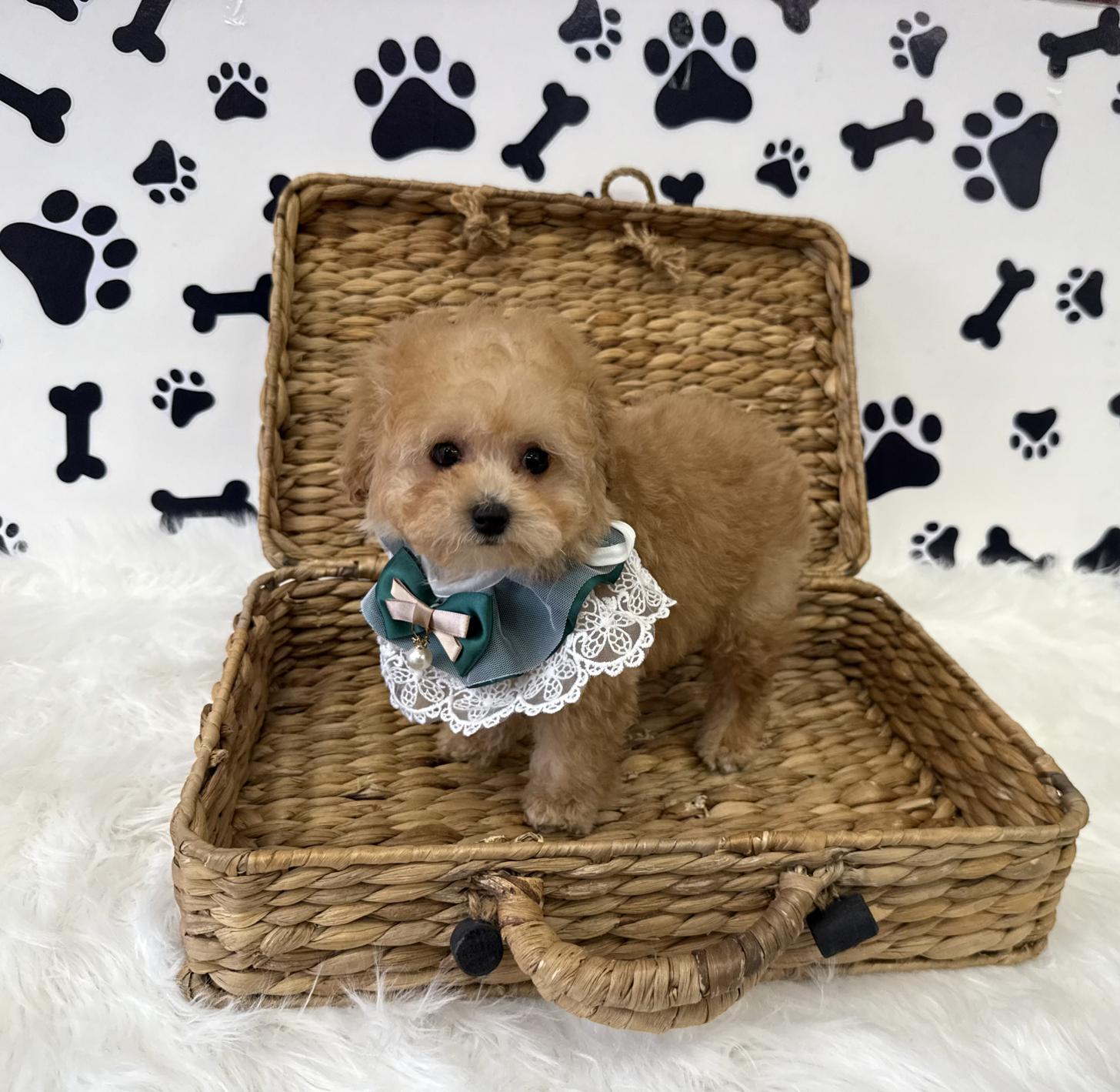 大阪府のトイプードル(タイニー) (ぱぴぷぺっと大阪店/2026年1月10日生まれ/男の子/アプリコット)の子犬の2枚目の画像