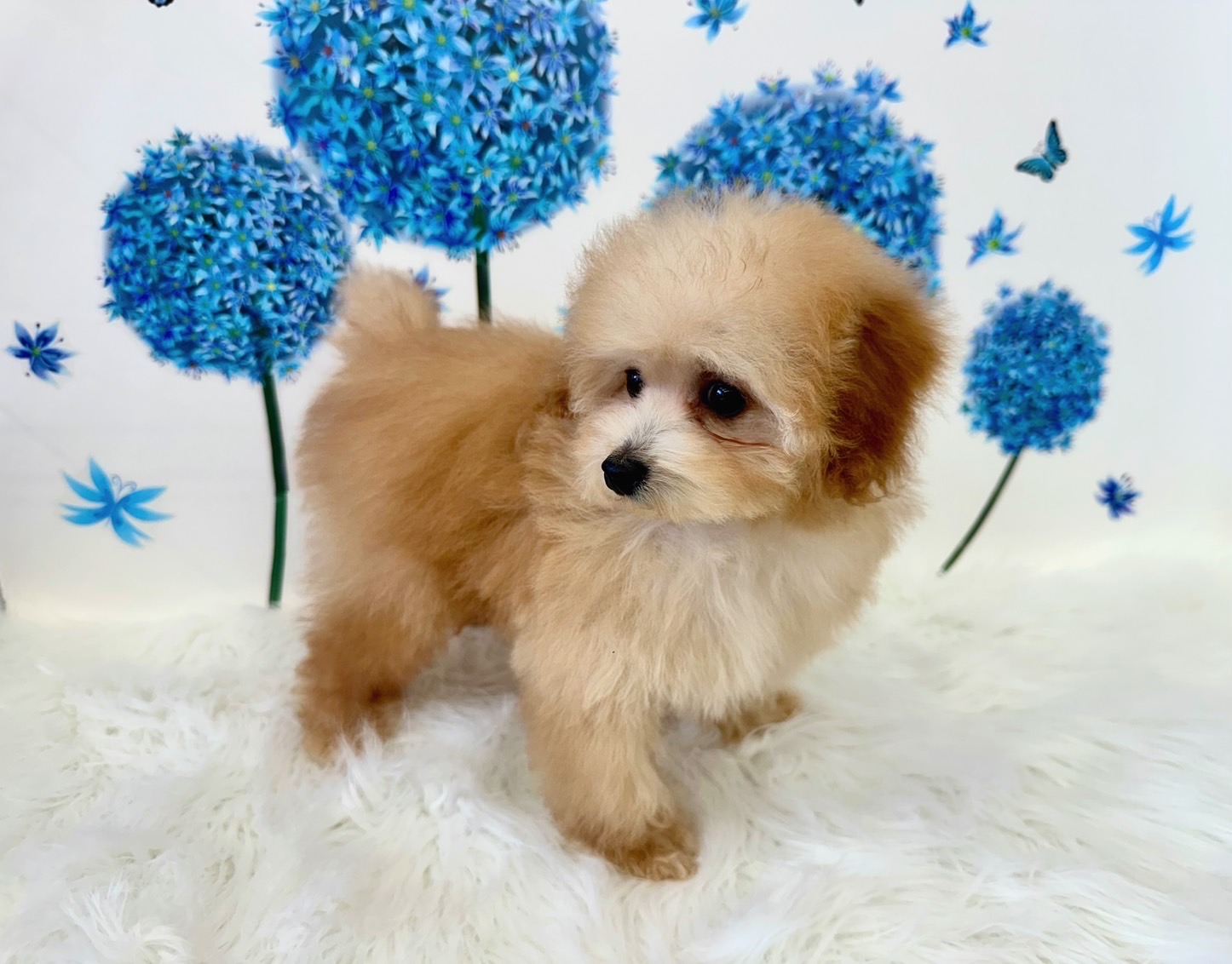 大阪府のトイプードル(タイニー) (ぱぴぷぺっと大阪店/2026年1月10日生まれ/男の子/アプリコット)の子犬の2枚目の画像