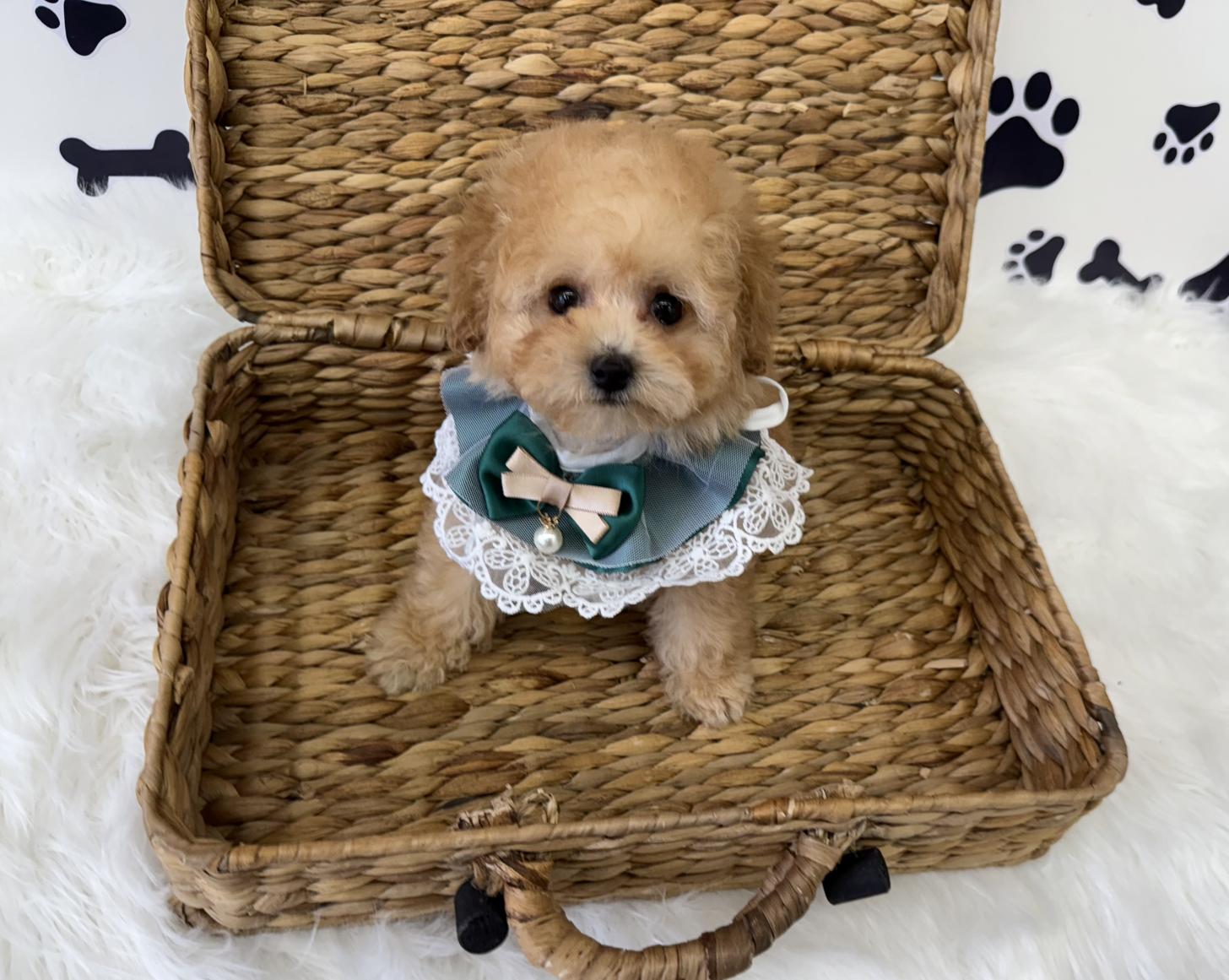 大阪府のトイプードル(タイニー) (ぱぴぷぺっと大阪店/2026年1月10日生まれ/男の子/アプリコット)の子犬の3枚目の画像