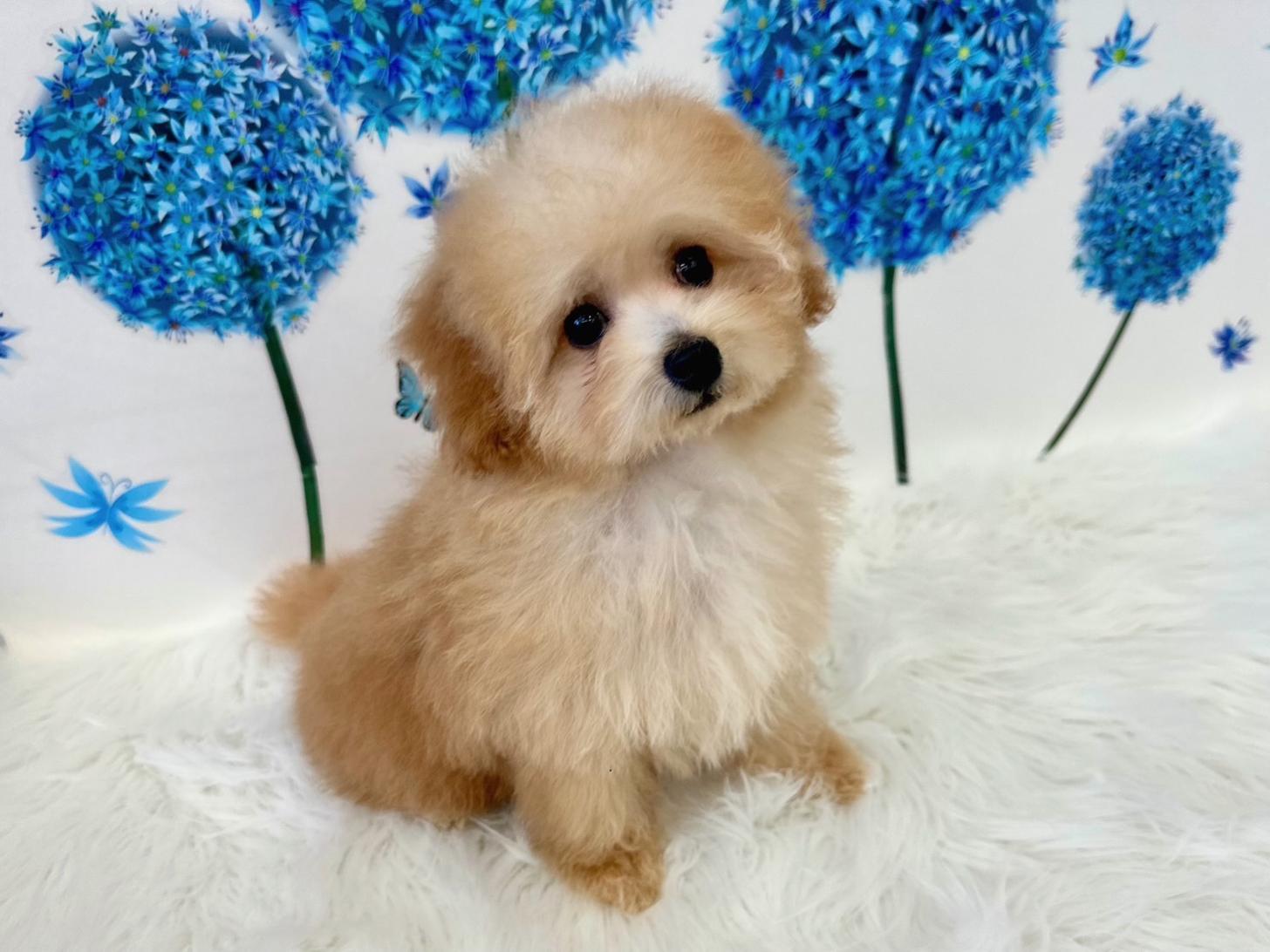 大阪府のトイプードル(タイニー) (ぱぴぷぺっと大阪店/2026年1月10日生まれ/男の子/アプリコット)の子犬の3枚目の画像