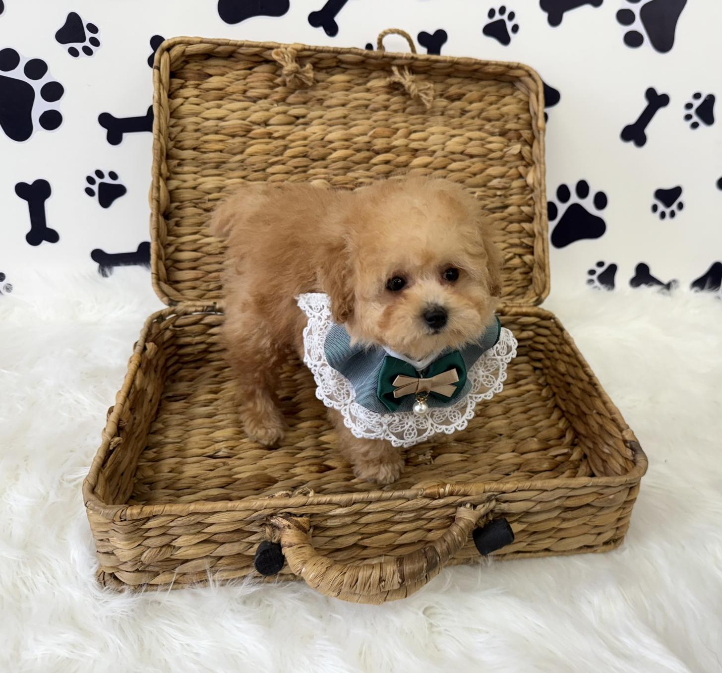 大阪府のトイプードル(タイニー) (ぱぴぷぺっと大阪店/2026年1月10日生まれ/男の子/アプリコット)の子犬の4枚目の画像