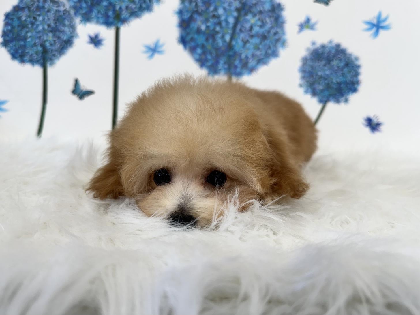 大阪府のトイプードル(タイニー) (ぱぴぷぺっと大阪店/2026年1月10日生まれ/男の子/アプリコット)の子犬の4枚目の画像