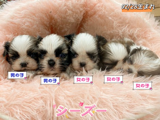 新潟県のシーズー (竹内ペット 新津本店/2026年2月28日生まれ/男の子/その他色)の子犬