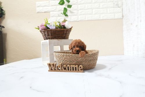 滋賀県のトイプードル(タイニー) (いっぷく湖南店/2025年9月28日生まれ/男の子/レッドフォーン)の子犬の1枚目の画像