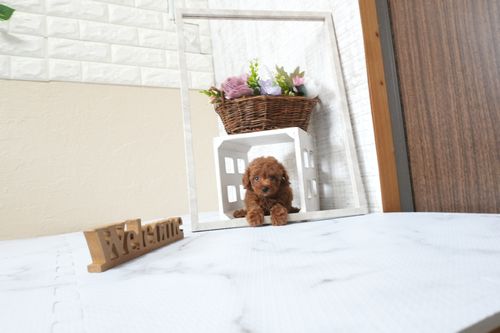 滋賀県のトイプードル(タイニー) (いっぷく湖南店/2025年9月28日生まれ/男の子/レッドフォーン)の子犬の2枚目の画像