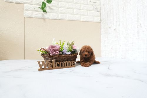 滋賀県のトイプードル(タイニー) (いっぷく湖南店/2025年9月28日生まれ/男の子/レッドフォーン)の子犬の3枚目の画像