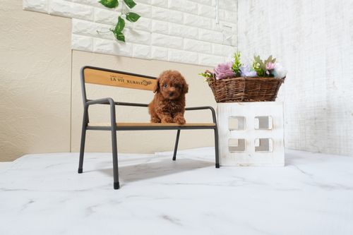 滋賀県のトイプードル(タイニー) (いっぷく湖南店/2025年9月28日生まれ/男の子/レッドフォーン)の子犬の4枚目の画像