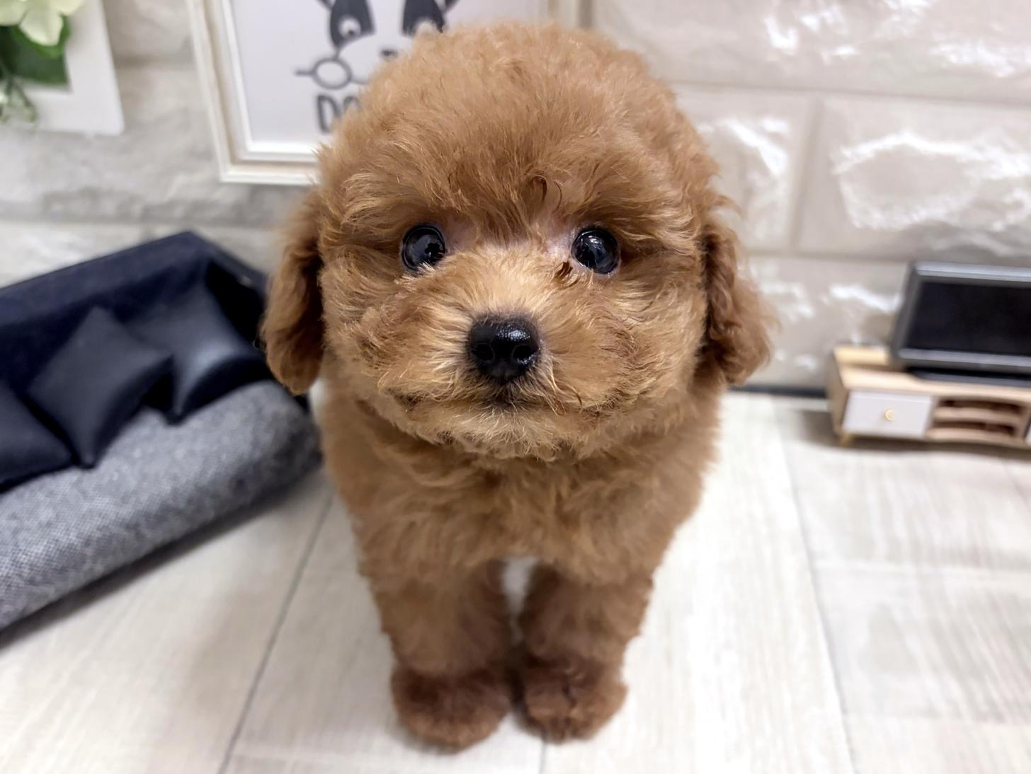 和歌山県のトイプードル(トイ) (DOGMAN和歌山中之島店/2026年7月10日生まれ/男の子/レッドフォーン)の子犬の1枚目の画像