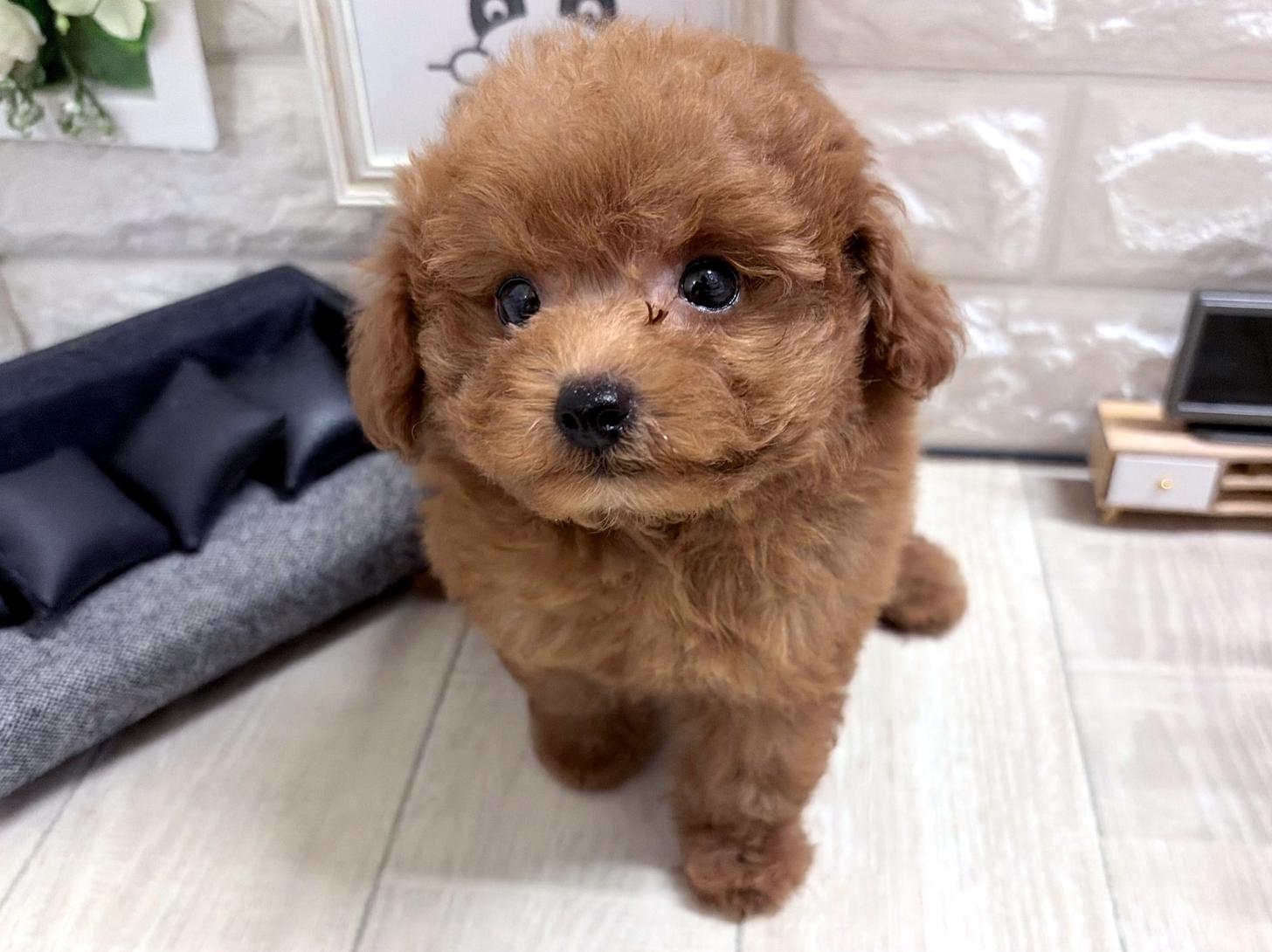 和歌山県のトイプードル(トイ) (DOGMAN和歌山中之島店/2026年7月10日生まれ/男の子/レッドフォーン)の子犬の2枚目の画像
