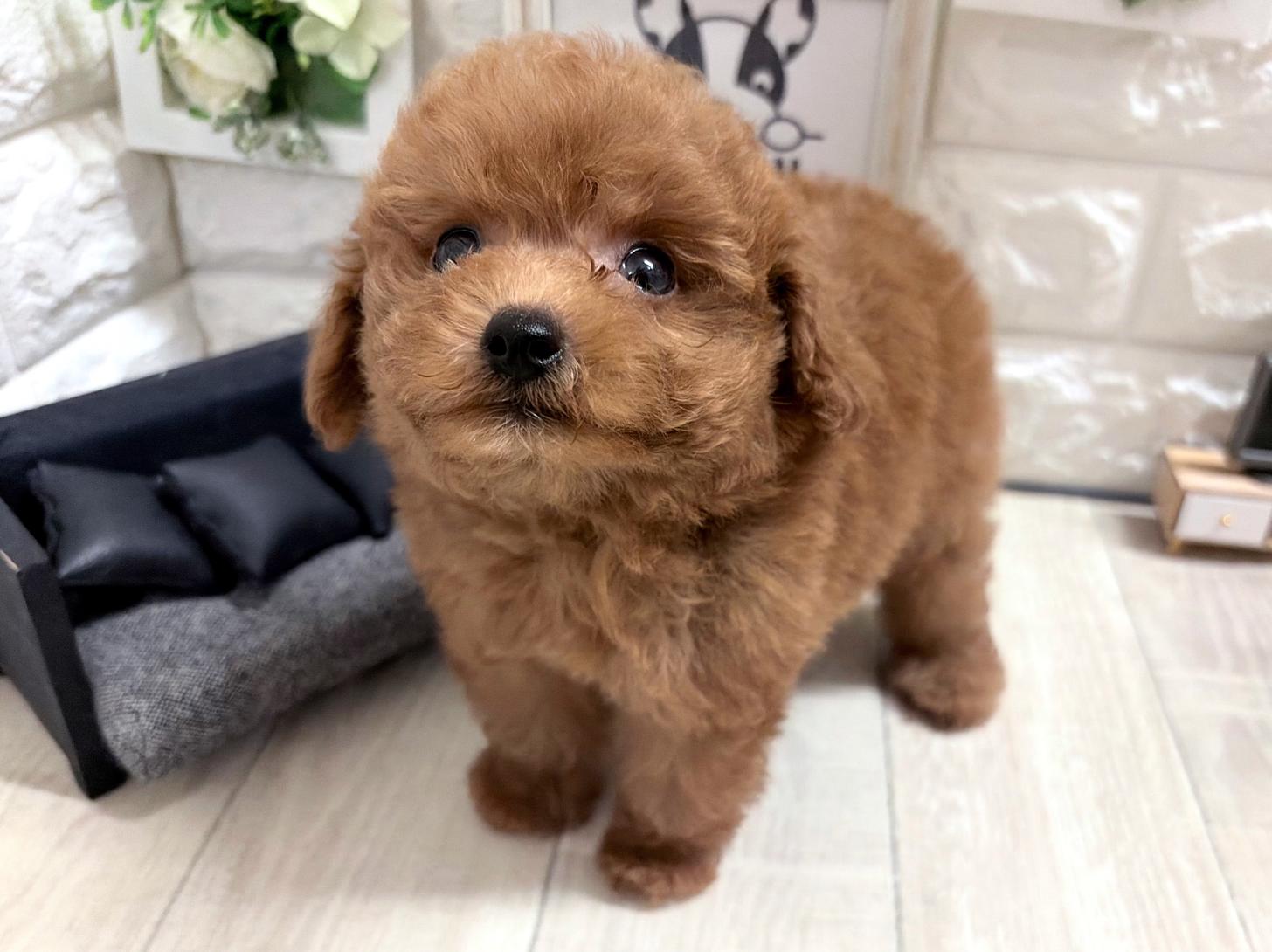 和歌山県のトイプードル(トイ) (DOGMAN和歌山中之島店/2026年7月10日生まれ/男の子/レッドフォーン)の子犬の3枚目の画像