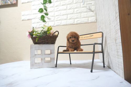 滋賀県のトイプードル(トイ) (いっぷく湖南店/2025年5月9日生まれ/女の子/レッドフォーン)の子犬の3枚目の画像