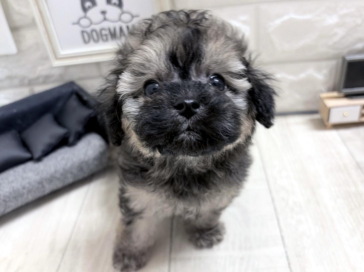 和歌山県のトイプードル(タイニー) (DOGMAN和歌山店/2026年8月31日生まれ/男の子/ブリンドル)の子犬の1枚目の画像