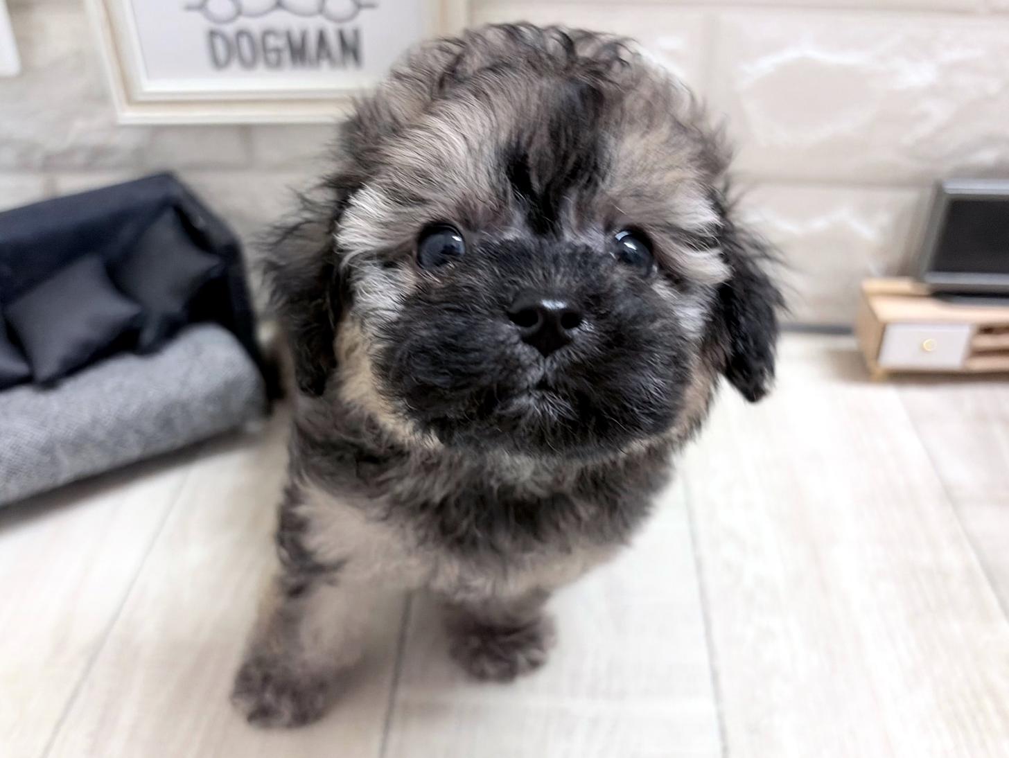 和歌山県のトイプードル(タイニー) (DOGMAN和歌山店/2026年8月31日生まれ/男の子/ブリンドル)の子犬の2枚目の画像