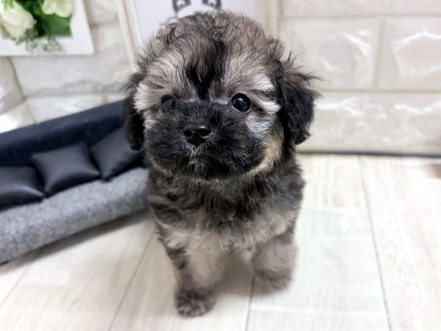 和歌山県のトイプードル(タイニー) (DOGMAN和歌山店/2026年8月31日生まれ/男の子/ブリンドル)の子犬の3枚目の画像