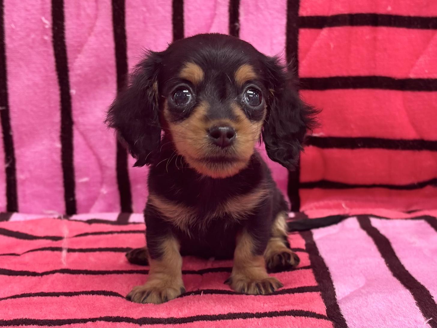 愛知県のミニチュアダックスフンド(ロング) (ハピースペット春日井アミーゴ店/2025年10月13日生まれ/女の子/ブラックタン)の子犬の1枚目の画像