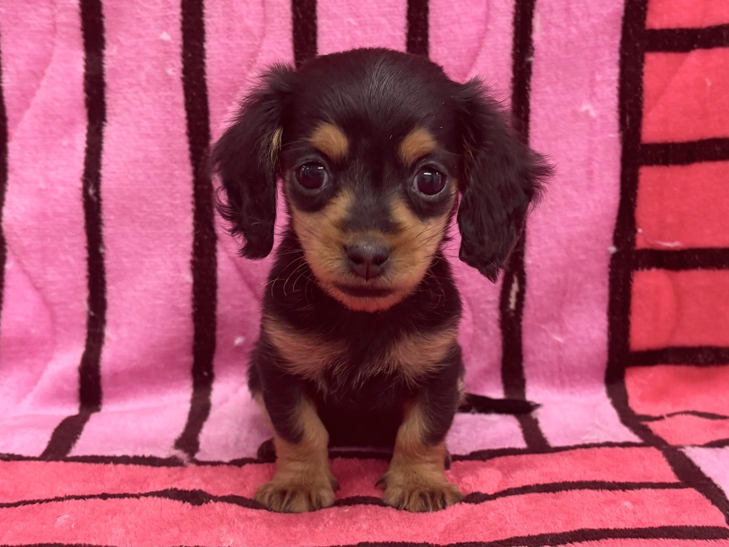 愛知県のミニチュアダックスフンド(ロング) (ハピースペット春日井アミーゴ店/2025年10月13日生まれ/女の子/ブラックタン)の子犬の1枚目の画像