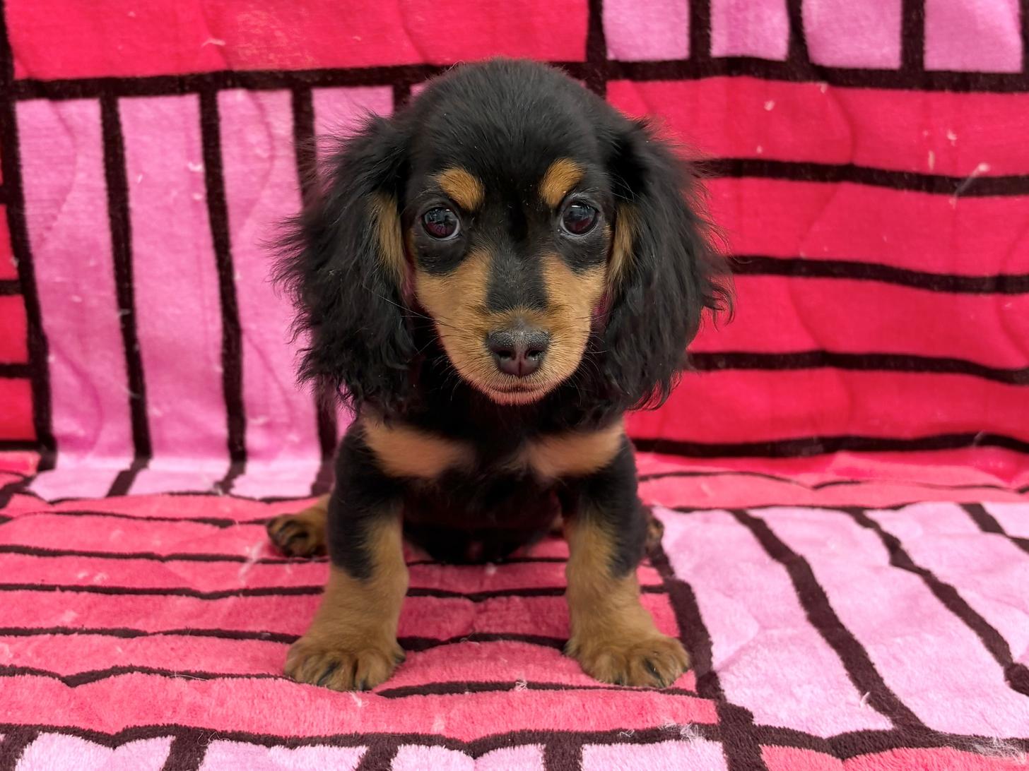 愛知県のミニチュアダックスフンド(ロング) (ハピースペット春日井アミーゴ店/2025年10月13日生まれ/女の子/ブラックタン)の子犬の1枚目の画像