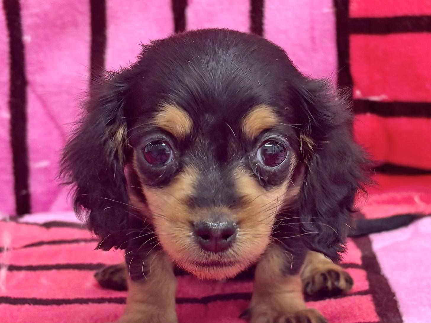 愛知県のミニチュアダックスフンド(ロング) (ハピースペット春日井アミーゴ店/2025年10月13日生まれ/女の子/ブラックタン)の子犬の2枚目の画像